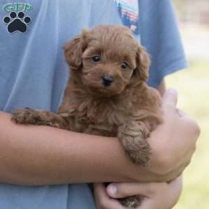 Pixie, Mini Goldendoodle Puppy